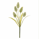 FOXTAIL GRASS