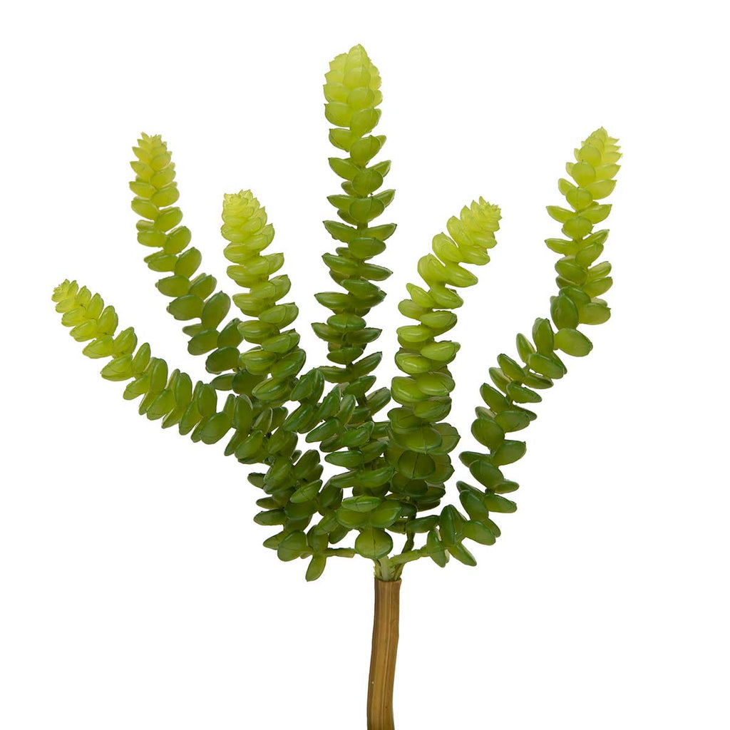 astroloba succulent SUCCULENT ASTROLOBA – Kingsville